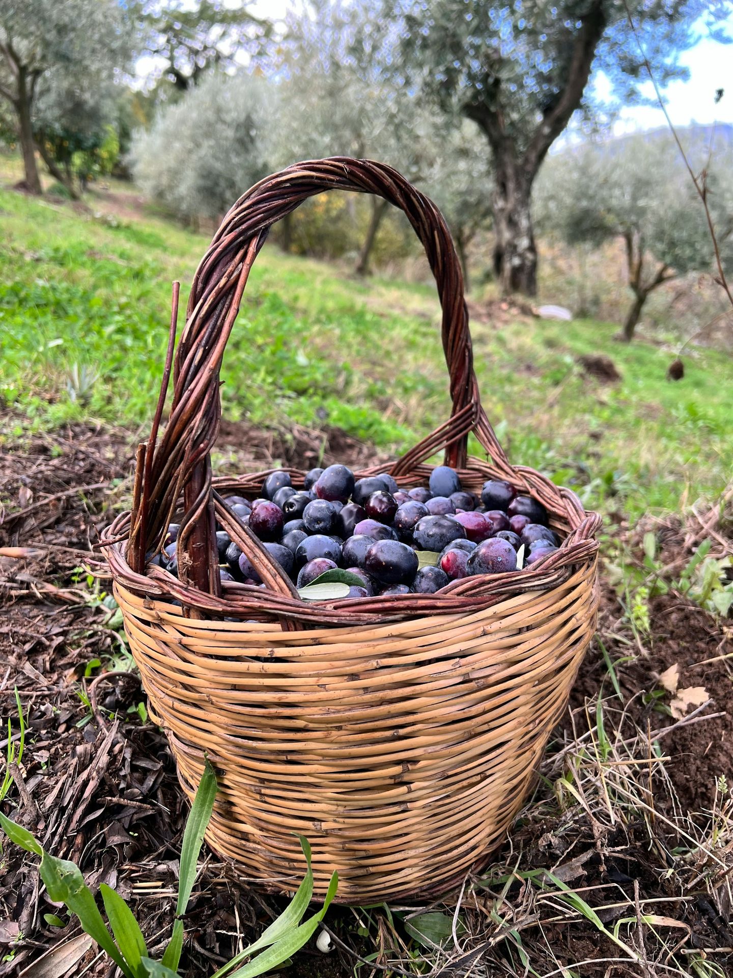 a basket of blueberries